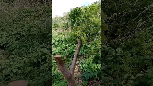 Прививка абрикоса на алычу