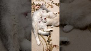 Кошка Кайли кормит своих подросших котят.