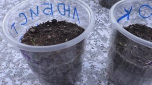Любисток на рассаду взошел через тринадцать дней