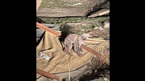 Истощенная, потрепанная собака смотрела на людей прося о помощи #animals