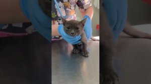 Первичный осмотр котенка