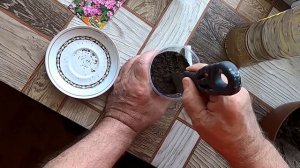 Сею незабудку на рассаду