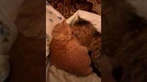 Как 2 кота брата очень любят друг друга)