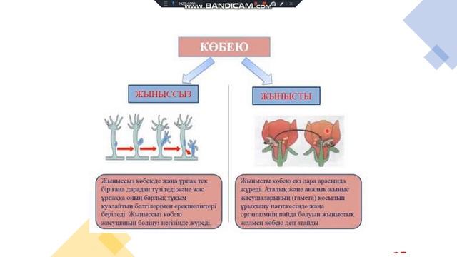 Ағзалардың көбею және өсуі