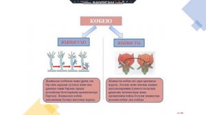 Ағзалардың көбею және өсуі