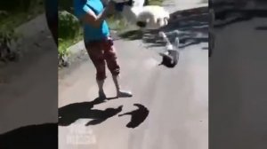 Кошка нападает на собаку