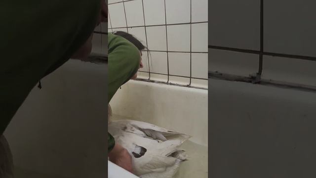 Гусь Пипа готовится к ярмарке!
