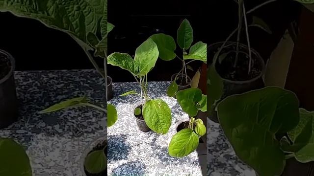 О подкормках для рассады баклажанов