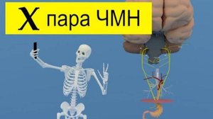 Блуждающий нерв за 2 минуты | Путь от мозга (схематично) | Medanatfarm
