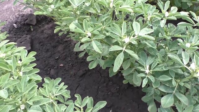 Как я выращиваю пажитник