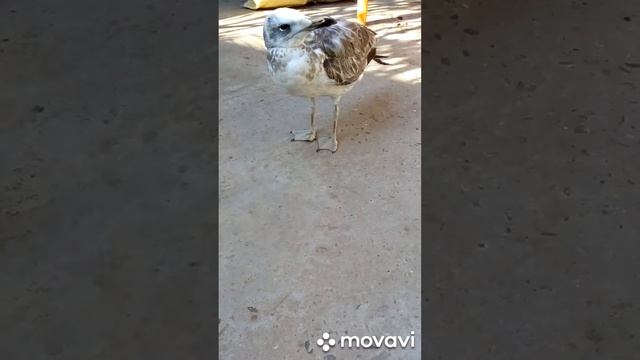 Домашняя чайка