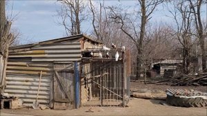 18 03 2023 год. Голуби Евгения, село Казгулак.