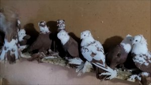 8-01-2024 года.Село Высоцкое. голуби Васильевича.8-918-771-22-89