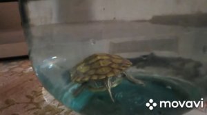 черепаха домашняя