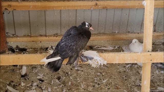 Сельские голуби. 12 082022 года, в гостях у Алексея. Михайловск бойные голуби. 89624991441.
