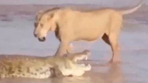 Leopard vs Krokodil-compilation -Löwen vs Krokodil Erstaunliche moment, Leopard