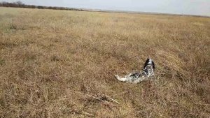 Английский сеттер Argoша Крым весна натаска