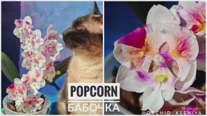 Phal. Popcorn 🌸 Домашнее цветение орхидеи бабочки Попкорн | Фаленопсис биглип | Обзор