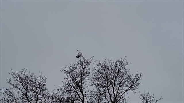 Сельские голуби.19 02 2022 года. В гостях у Алексея,бакинские - северо -кавказские бойные.