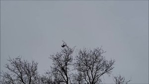 Сельские голуби.19 02 2022 года. В гостях у Алексея,бакинские - северо -кавказские бойные.