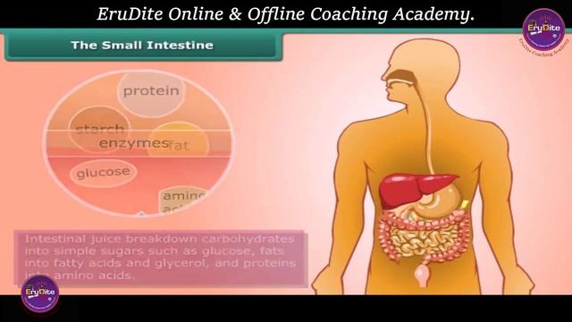 Nutrition in Animals Class 7th | Science | CBSE | NCERT | NUTRITION | EruDite Academy