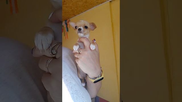 #миниатюрныесобачки Марфа Филипповна продажа чихуахуа Симферополь Крым Кастропуло 89787458062 купит смотреть онлайн