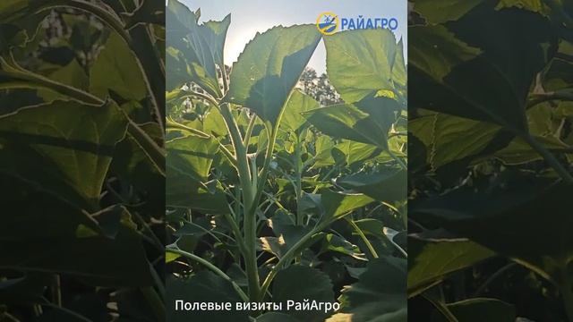 Полевые визиты специалистов РайАгро: Ваши вопросы  наши решения