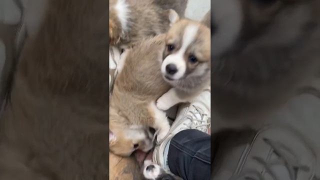 Миленькие хулиганчики из помета «Н» #вельшкоргипемброк #корги #коргищенки #щенки #лакшериштерн смотреть онлайн