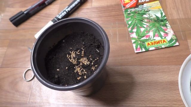 Посев валерианы на рассаду, первые всходы.