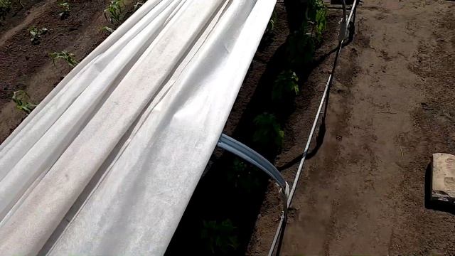 Ставлю колышки и подвязываю перцы и баклажаны