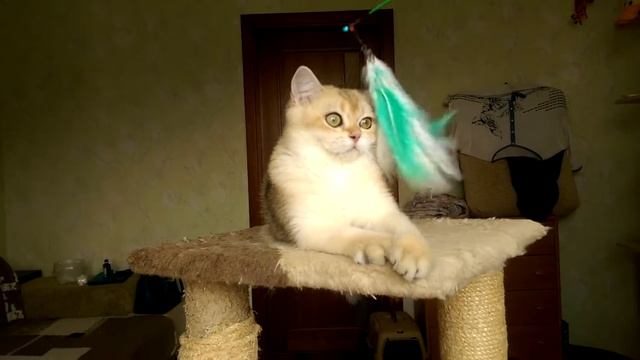 Британские котята,серебристые шиншиллы.