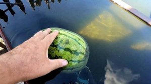 Сорвал первый арбуз сорта Пекинская радость крестьянская