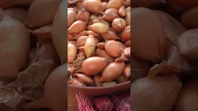Купил лук севок Халцедон