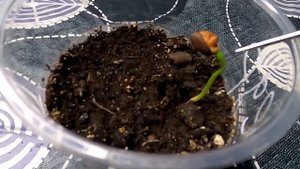 Выращивание кедра из семян, практический опыт.