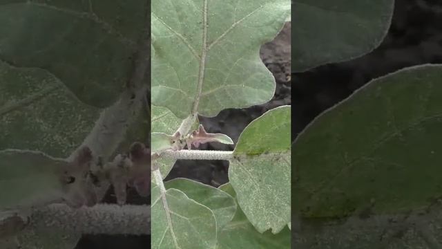 Как определить точный срок посева баклажанов на рассаду