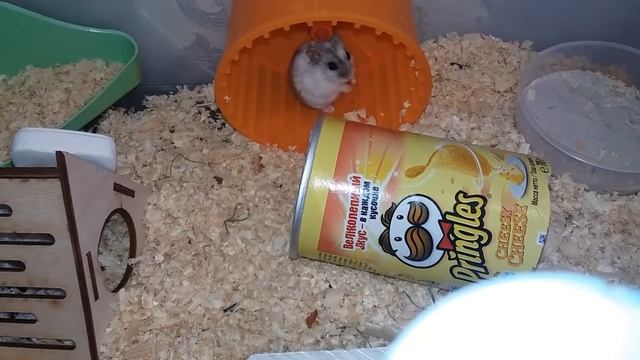 У моих Фионы, и Дейзи теперь есть свои цвета! смотреть онлайн