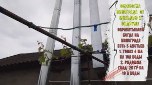 Состояния виноградника на 24.04.2024 Кубань