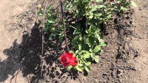 Как я вырастил корнесобственную розу