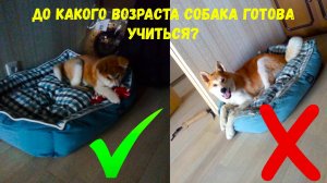 До какого возраста собака готова учиться