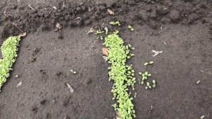 Всходы салата на моем огороде