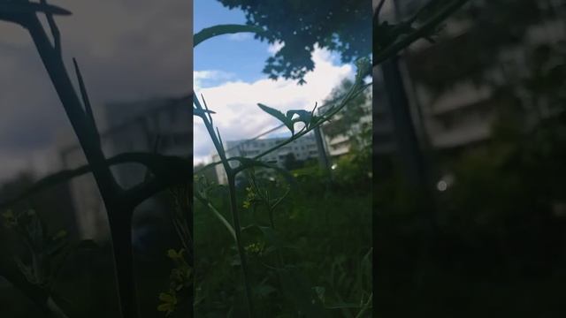 #sports #растения
