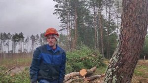 Валка дерева, Завёрнутое дерево в направлении визири Stihl MS 361