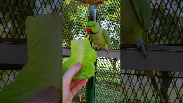 Обед для ожерелового попугая 🦜 ОАЭ 🇦🇪 #путешествие #природа #отдых #туризм