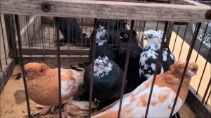 Ярмарка голубей ,1 .10.2023 года. Прохладный Часть 2