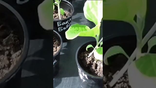 Как часто поливаю рассаду баклажанов