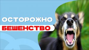 Все о вирусе БЕШЕНСТВО и как защитить собак