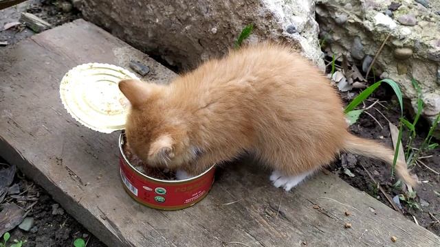 Тушенка из светофора)))) рекомендации котенка)))