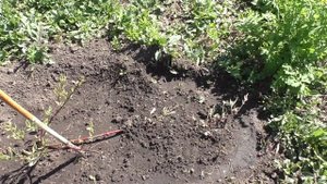 Размножаю дерен пестролистный