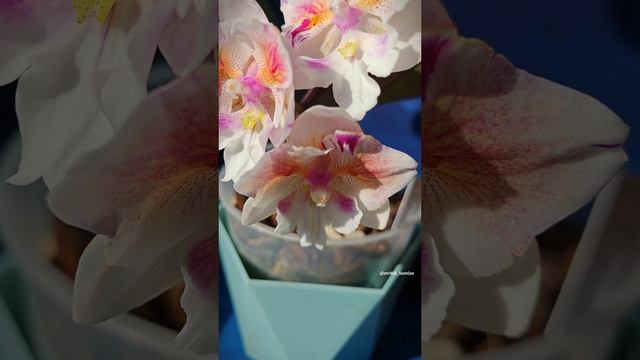 Phal. Popcorn 🌸 Домашнее цветение орхидеи бабочки Попкорн | Фаленопсис биглип