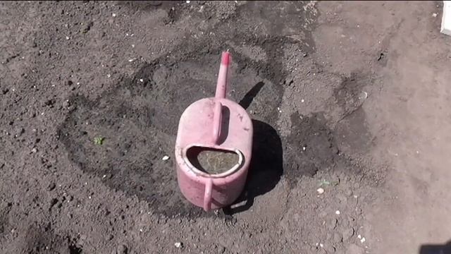 Подкормка клубники весной куриным пометом